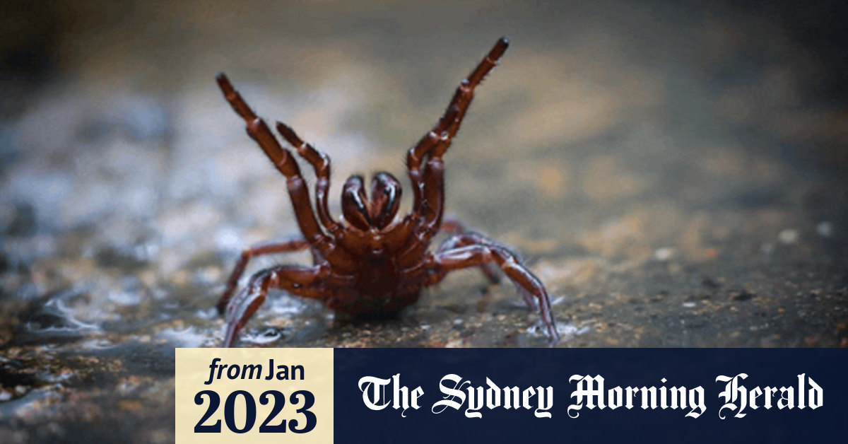 Funnel web spider shortage hits Sydney
